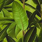 Living Walls Tapet Nature Elements 36201-1