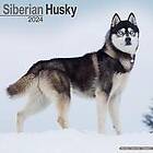 Siberian Husky Calendar 2024 Square Dog Breed Wall Calendar 16 Month