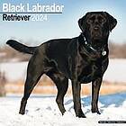 Black Labrador Retriever Calendar 2024 Square Dog Breed Wall Calendar 16 Month