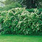 Omnia Garden Planta Smultronschersmin 20-30cm 101150-20P