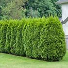 Omnia Garden Planta Pelar/Häcktuja 50-80 cm Thuja Occ. Brabant Cm, 100 St 101230-100