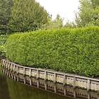 Omnia Garden Planta tuja häck 100-125 cm Thuja Occ. Brabant Cm, 10 St 101232-10