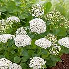 Omnia Garden Planta Björkspirea 15-30 cm 101059P