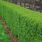 Omnia Garden Planta Vinterliguster Liga Krukodlade 10st GTG10441GTG