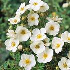 Omnia Garden Planta Häck Trädgårdstok Sandved 101694-10P