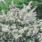 Omnia Garden Planta Bukettapel 30-50 cm 101044P