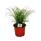 Imazo Kittygrass Kattgräs 12 cm kruka