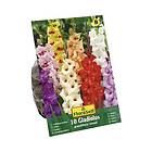 FloraSelf Blomsterlök Gladiolus mix 10st