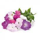 Click and Grow Smart Garden Refill 3-pack Petunia