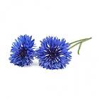 Click and Grow Smart Garden Refill 3-pack Blåklint
