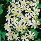 Omnia Garden Klätterväxt Vit Vitalba Klematis 40-60 cm 5st