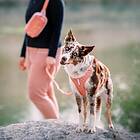Woolly Wolf Roam Hundsele Rosa (L)