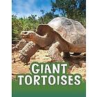 Giant Tortoises