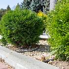 Garden Omnia Tuja Little Giant