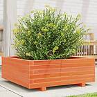 vidaXL Odlingslåda vaxbrun 70x70x26,5 cm massiv furu 847305