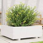 vidaXL Odlingslåda vit 70x70x26,5 cm massiv furu 847304