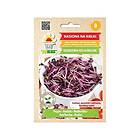 24.se Microgreen Rädisa Red Hurricane