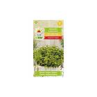 24.se Oregano