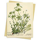 RBGE: Charlotte Cowan Pearson: Stitchworts, Woodruff and Pepperwort Greeting Car