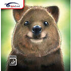 SpinLord Quokka-Black-1 5