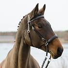 Globus Sport Winnetou Bettlöst Träns Cross-Under Cob New Tan