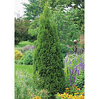 Omnia Garden Ädeltuja Smaragd 80-100 cm GTG27500