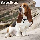 Basset Hound Calendar 2025 Square Dog Breed Wall Calendar 16 Month