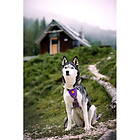 Woolly Wolf Northern Lights Hundsele Lila (XXS)