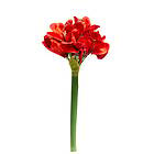 Nordic Deco Amaryllis 5X5X42 CM