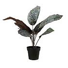 Nord Calathea Plante 29X29X37 CM