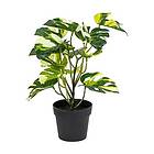 Nord Monstera Variegata 20X25X30 CM