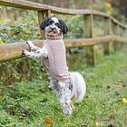 Trixie Norwood Hundtröja med Krage Beige (18 cm)