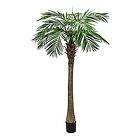 Europalms Phoenix Palm Tree Luxor 210 Cm 82510721