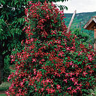 Omnia Garden Klätterväxt Ljusvioletta Viticella Klematis 40-60 cm GTG23750-5
