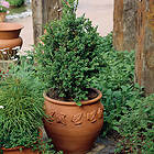 Omnia Garden Prydnadsbuske Buxbom GTG20265-5