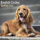 English Cocker Spaniel Calendar 2025 Square Dog Breed Wall Calendar 16 Month