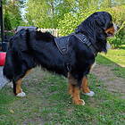 Active Cerberos Hundsele Svart (L)