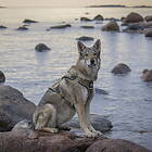 Tactical Cerberos Hundsele Beige (M)