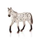 Mojo Appaloosa Hingst