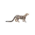 Mojo Molnig Leopard