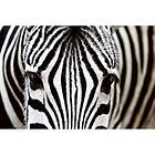 Dimex Tapet Zebra