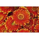 Dimex Tapet Gerbera