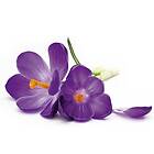 Dimex Tapet Crocus