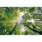 Dimex Tapet Trees