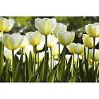 Dimex Tapet White Tulips