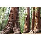 Dimex Tapet Sequoia