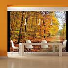 Arkiio Fototapet Beech Forest