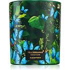 Vila Hermanos Jungletopia Blue Butterfly 200g