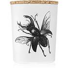 Vila Hermanos Insect Lucanus Cervus 75g