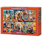 Castorland Pussel Choose Your Pet, 2000 bitar